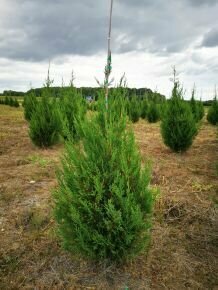 Leyland ciprus CUPRESSOCYPARIS LEYLANDII '2001' 150/175*