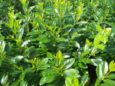 Közönséges babérmeggy PRUNUS LAUROCERASUS NOVITA 60/80*