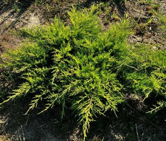 Arany terülő boróka JUNIPERUS MEDIA OLD GOLD 60/80*