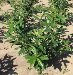 Kaukázusi babérmeggy PRUNUS LAUROCERASUS CAUCASICA 80/100*