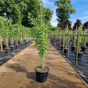 Oszlopos páfrányfenyő  GINKGO BILOBA FASTIGIATA BLAGON 150/175 K35