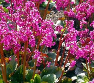 Bőrlevél BERGENIA CILIATA DUMBO CS14   