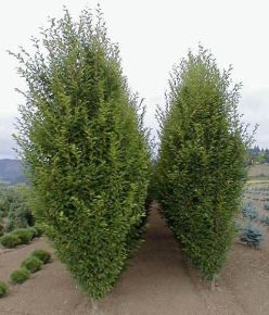 Oszlopos gyertyán CARPINUS BETULUS LUCAS 8/10 200/250 K25