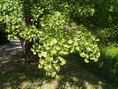 Páfrányfenyő GINKGO BILOBA 40/60 K4
