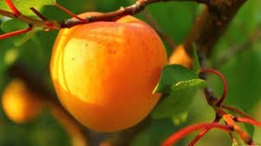 Ceglédi arany kajszi Prunus armeniaca