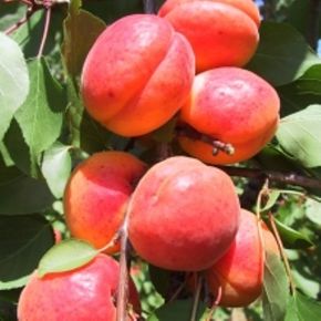 Orangered kajszi Prunus armeniaca