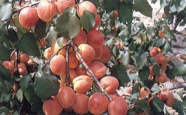 Rózsakajszi Prunus armeniaca