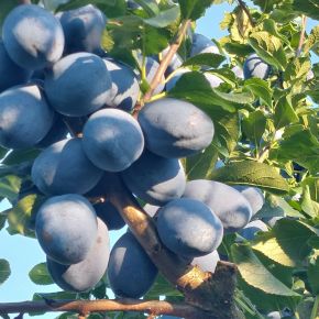 Cacanska rodna szilva PRUNUS DOMESTICA CACANSKA RODNA SZGY