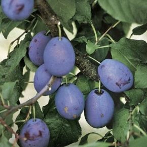 Tuleu Gras szilva PRUNUS DOMESTICA TULEU GRAS SZGY