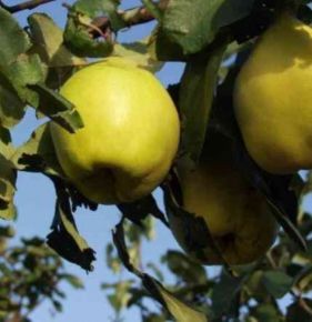 Bereczki bőtermő birs CYDONIA OBLONGA BERECZKI BŐTERMŐ SZGY