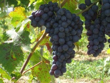 Conegliano csemegeszőlő