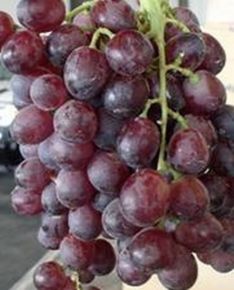 Ruby King Seedles csemegeszőlő