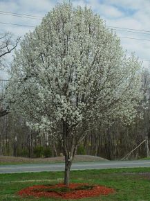 Kínai vadkörte   PYRUS CALLERYANA CHANTICLEER 14/16 K45