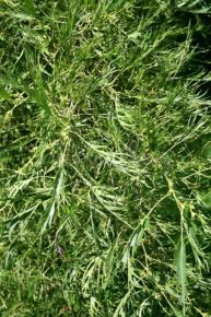 Szeldeltlevelű éger   ALNUS GLUTINOSA IMPERIALIS 150/+ K10