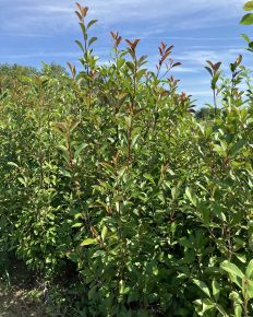 Tűzpiros örökzöld korallberkenye PHOTINIA FRASERI RED SELECT 175/200*