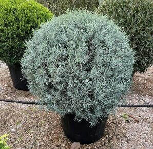 Oszlopos, kék arizoniai ciprus CUPRESSUS ARIZONICA FASTIGIATA GÖMB 50/60 K45