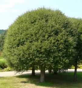 Gömb csepleszmeggy   PRUNUS FRUTICOSA GLOBOSA T200 3×I 25/30 K130