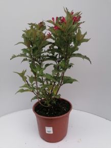 Rózsalonc WEIGELA FLORIDA RED PRINCE K5