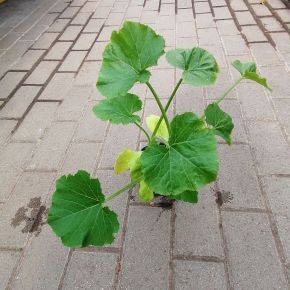  Cukkini palánta CUCURBITA PEPO PALÁNTA CS12