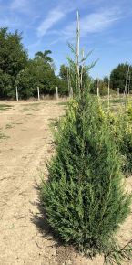 Leyland ciprus CUPRESSOCYPARIS LEYLANDII '2001' 125/150*