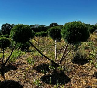 Terülő boróka JUNIPERUS MEDIA MINT JULEP BONSAI 80/100*