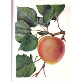 Rakovszky kajszi Prunus armeniaca
