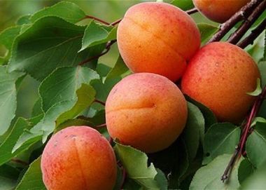 Rakovszky kajszi PRUNUS ARMENIACA RAKOVSZKY SZGY