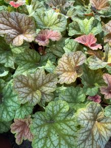 Tűzeső HEUCHERA 