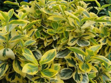 Repkény kecskerágó   EUONYMUS FORTUNEI EMERALD'N GOLD K2