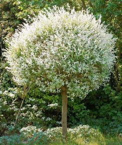 Tarkalevelű japán fűz  SALIX INTEGRA HAKURO-NISHIKI 200ST K12