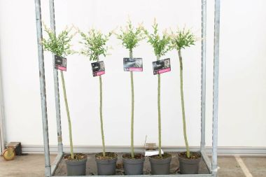 Tarkalevelű japán fűz  SALIX INTEGRA HAKURO-NISHIKI T80 K3