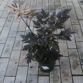 Füzéres poloskavész ACTAEA SIMPLEX BRUNETTE CS15