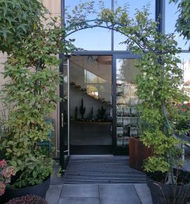 Közönséges gyertyán   CARPINUS BETULUS KAPU K25