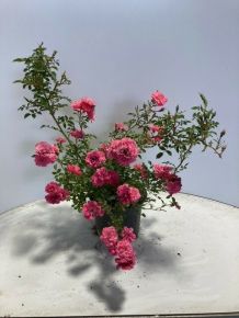 Talajtakaró rózsa ROSA KNIRPS K2