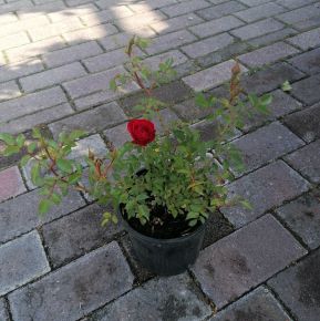 Talajtakaró rózsa
