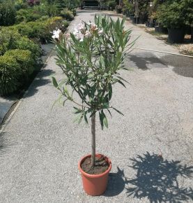 Leander NERIUM OLEANDER T1/2 K7