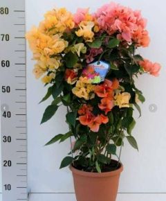 Murvafürt BOUGAINVILLEA 2-3 SZÍN/FAL 80CM K5