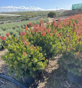 Kefevirág CALLISTEMON CITRINUS RED ROCKET GÖMB K40