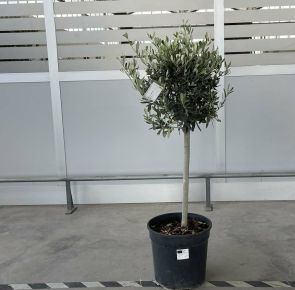 Olajfa OLEA EUROPAEA T1/4 K30