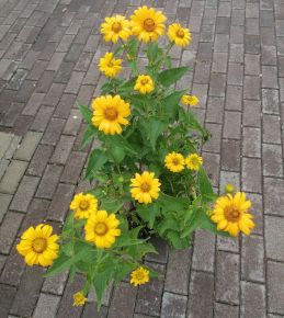 Napszemvirág HELIOPSIS HELIANTHOIDES VAR. SCABRA SUMMER SUN K1,5