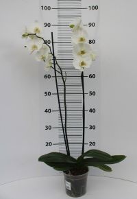 Lepkeorchidea PHALAENOPSIS EXTRA