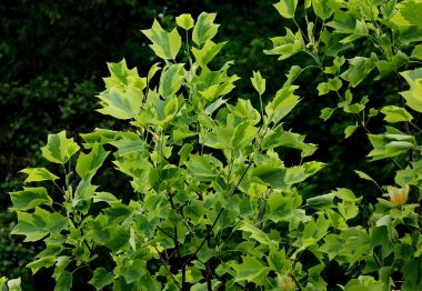 Aranysárga, tarka tulipánfa  LIRIODENDRON TULIPIFERA AUREOMARGINATUM 200/250 K15