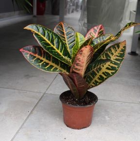 Kroton-csodacserje CODIAEUM