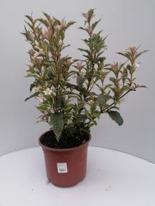 Rózsalonc WEIGELA FLORIDA VARIEGATA K5