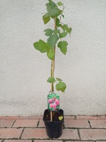 Szedermálna Rubus tayberry  