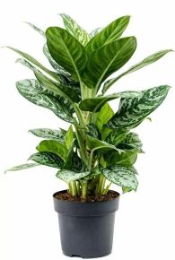 Változó rákvirág AGLAONEMA AMAZON SILVER CS19