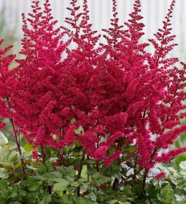 Kerti tollbuga ASTILBE FAJTÁK CS17
