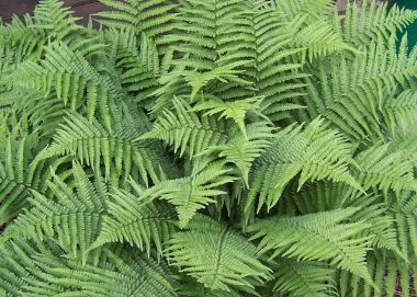 Páfrány DRYOPTERIS ERYTHROSORA BRILLANCE CS11