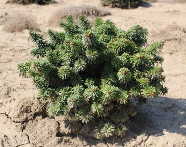 Törpe balzsam jegenyefenyő ABIES BALSAMEA PICCOLO 20/30*