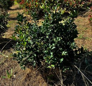 Kékeslevelű magyal ILEX MESERVEAE BLUE ANGEL 40/60*